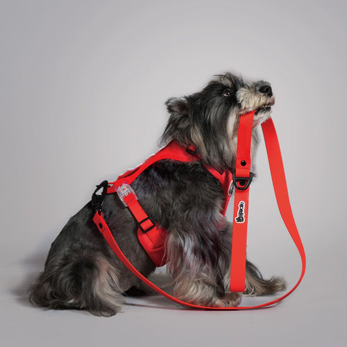 CLASSIC LEASH