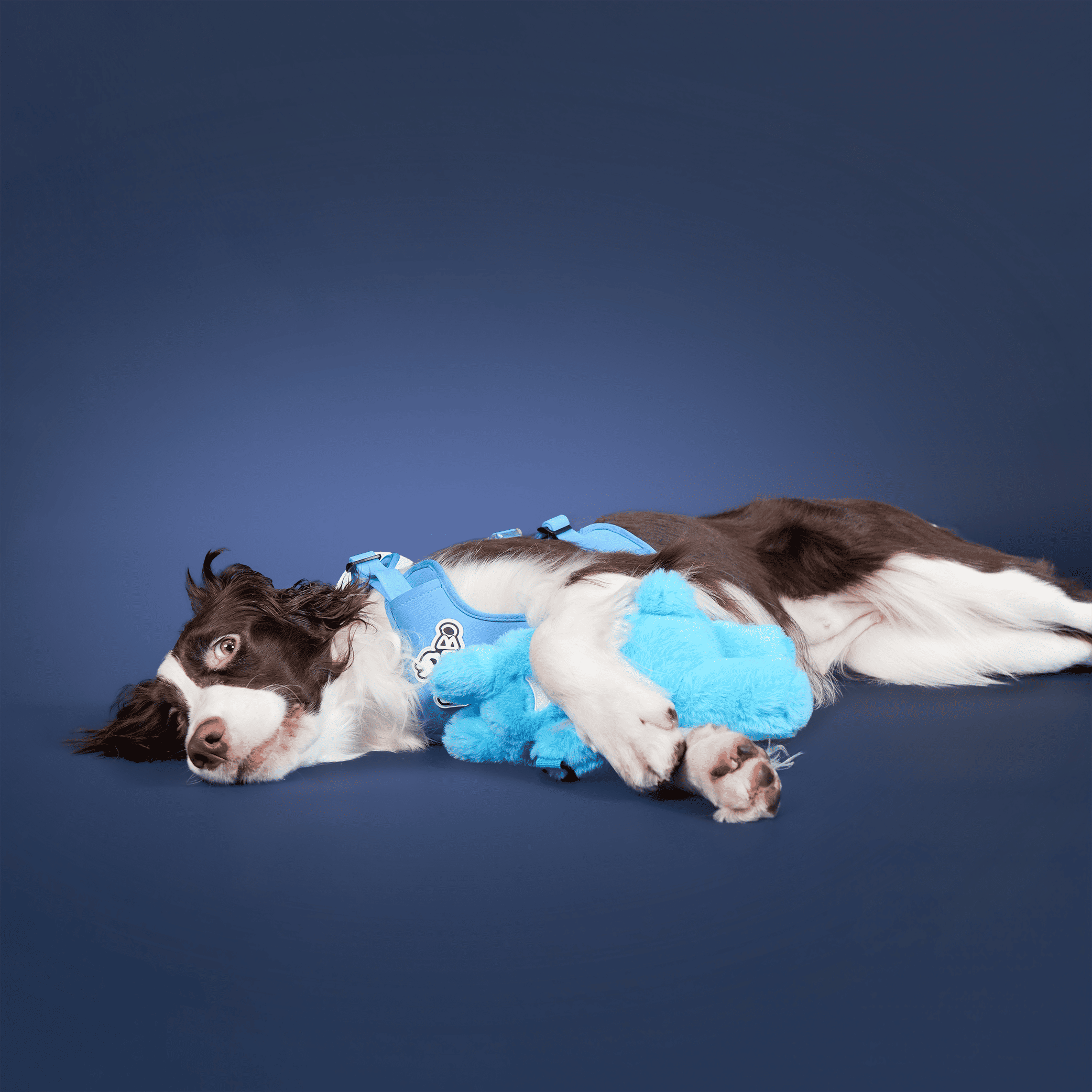 DOG'S BAG
