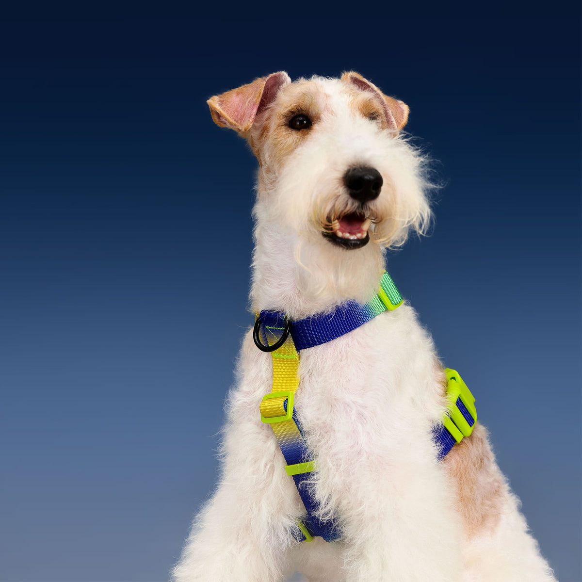 dog-model-Sutter