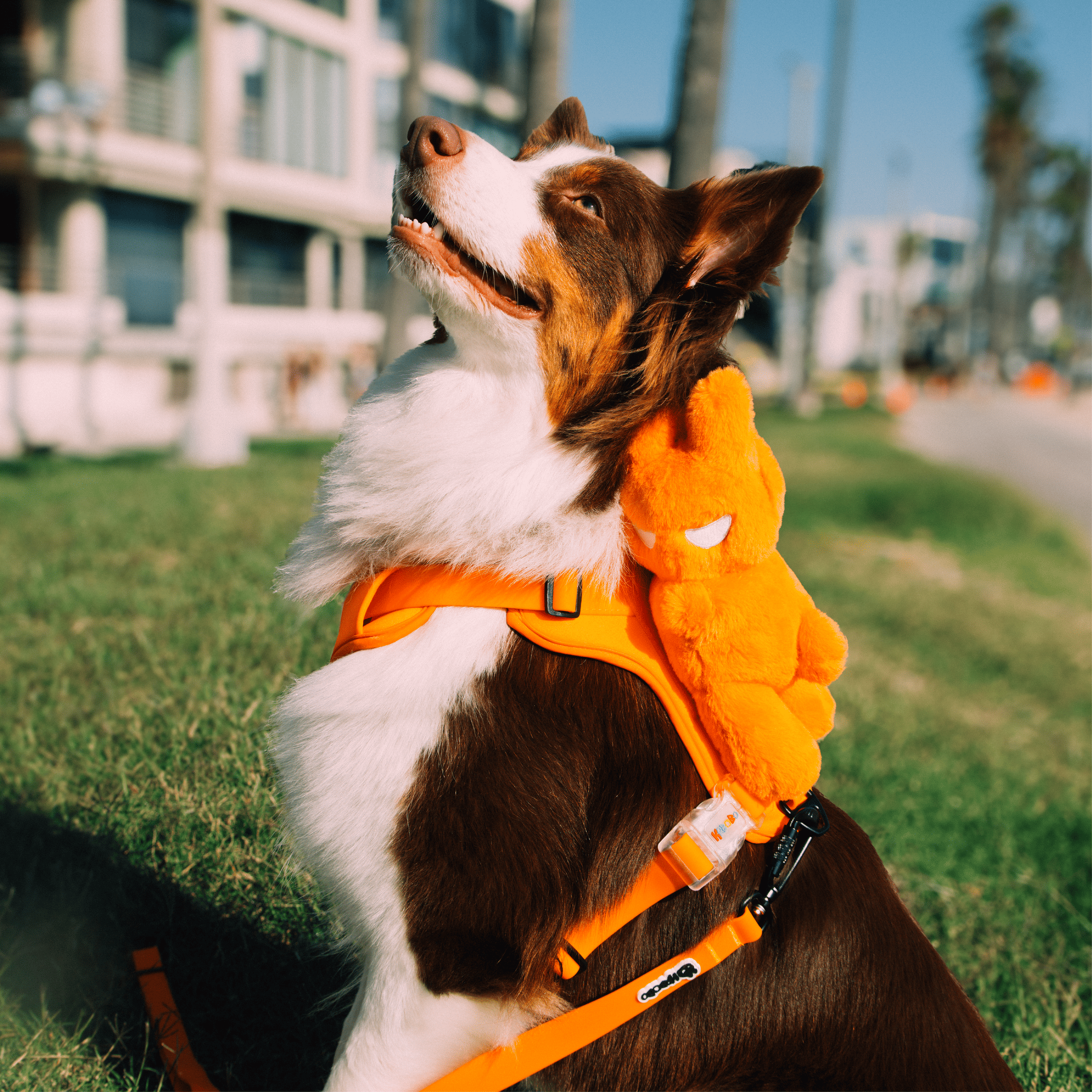  BOBO WALK KIT