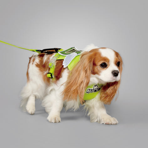  Glowing In The Grapes