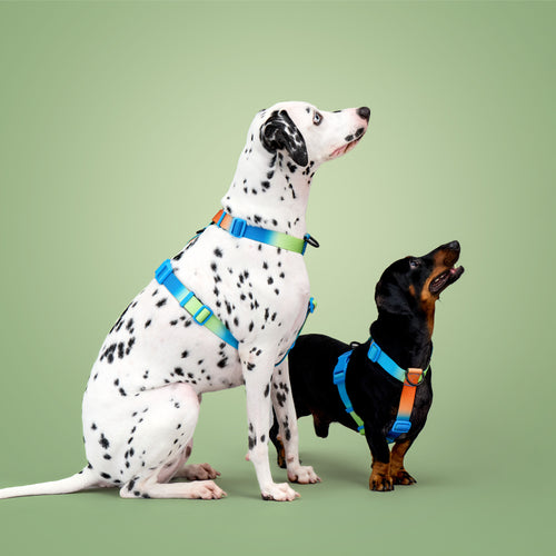 KRBOBO THERMAL TRAIL Harness