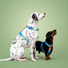 KRBOBO THERMAL TRAIL Harness